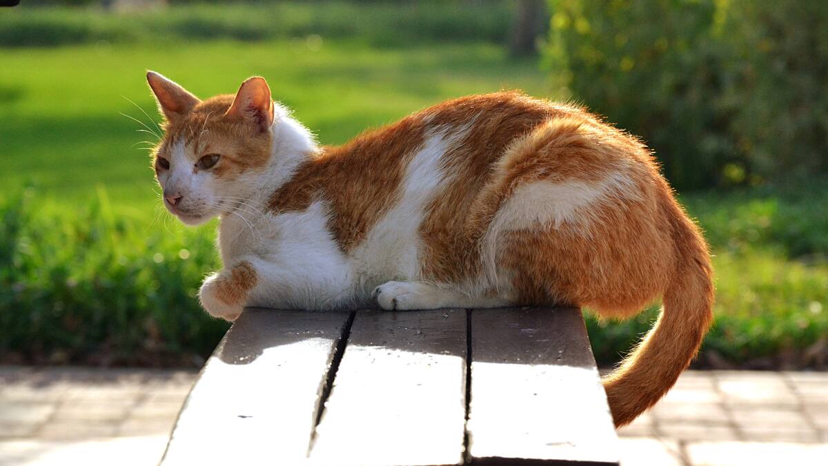 Qatar y el papel de los gatos en su tradición: ojo a lo que cuenta un experto