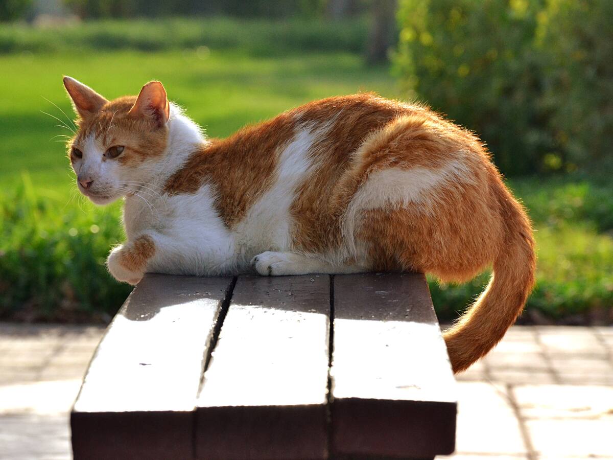 Qatar y el papel de los gatos en su tradición: ojo a lo que cuenta un experto