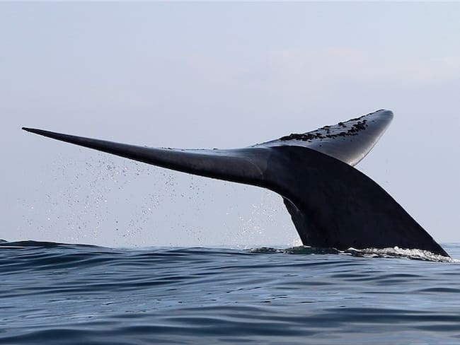 Ballena . Foto: Agencia EFE