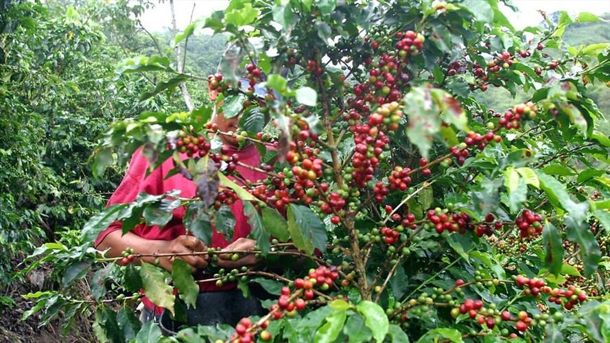 Minagricultura anunció medidas financieras para apoyar a productores de café. Foto: Colprensa