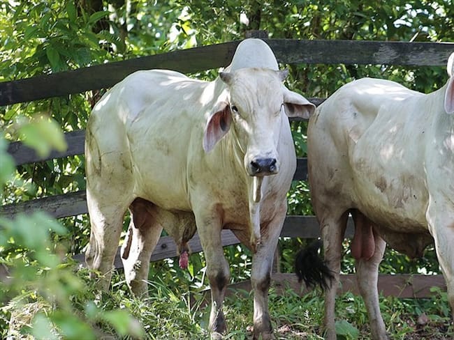 Mermelada bovina, auspiciada por Minagricultura y Fedegán