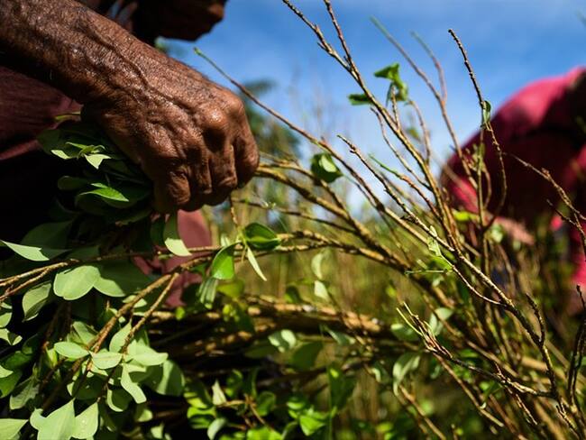 Gobierno no está dispuesto a suspender política de erradicación forzosa. Foto: Getty Images