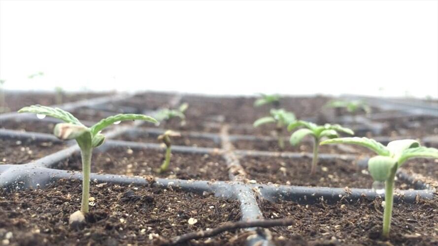 Las ‘trabas’ para el desarrollo la industria del cannabis medicinal en Colombia . Foto: Colprensa