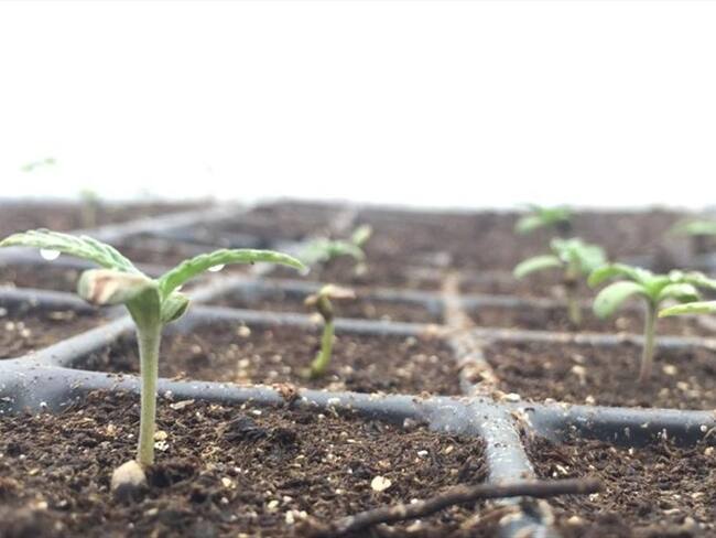 Las ‘trabas’ para el desarrollo la industria del cannabis medicinal en Colombia . Foto: Colprensa