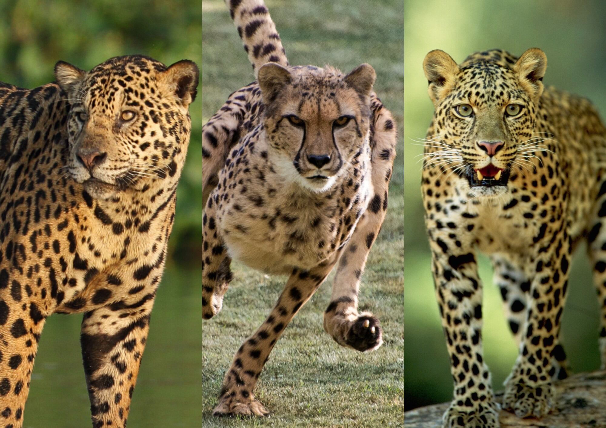 De izquierda a derecha: Jaguar, guepardo y leopardo. Fotos: Getty Images.