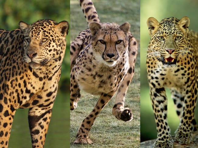 De izquierda a derecha: Jaguar, guepardo y leopardo. Fotos: Getty Images.