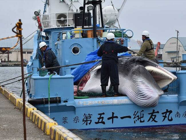 Además, Hisayo Takada manifestó que La exploración científica es la justificación para comercializar carne de ballena que es considerada una exquisitez en Japón. . Foto: Getty Images