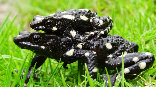 Ranas