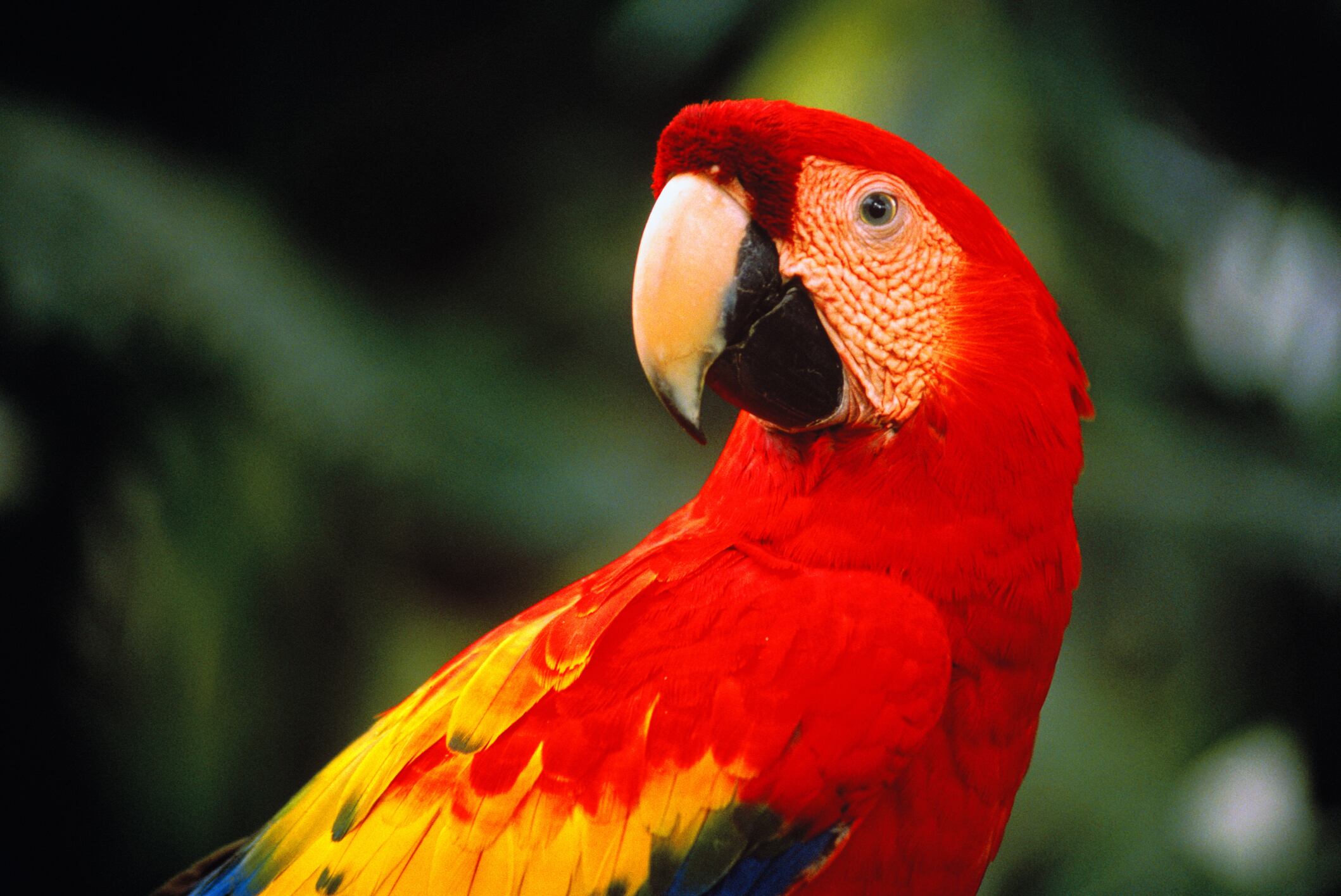 Imagen de referencia de loro. Foto: Getty Images.