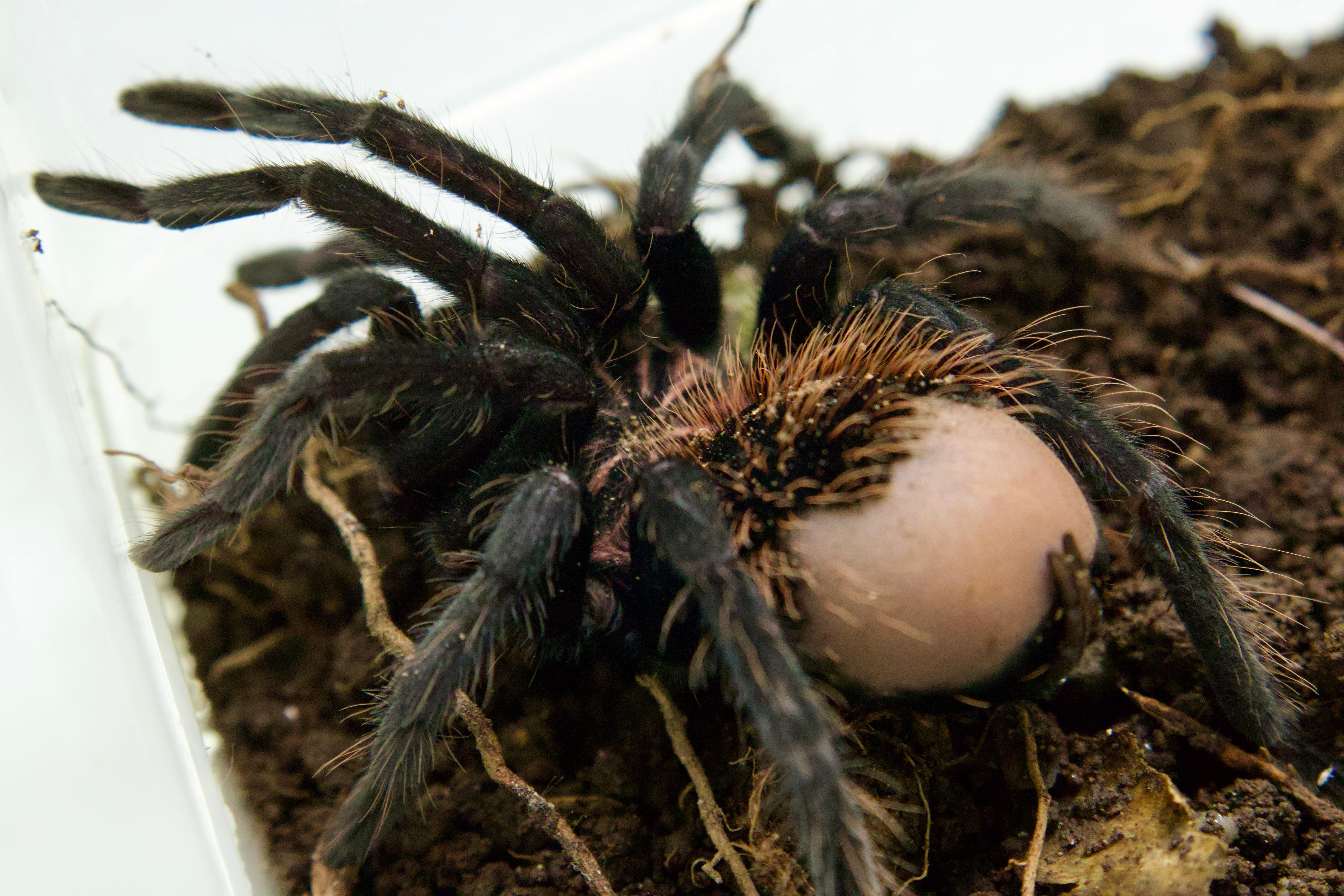 Tarántula en vía de extinción (Fotografía suministrada: Carder)