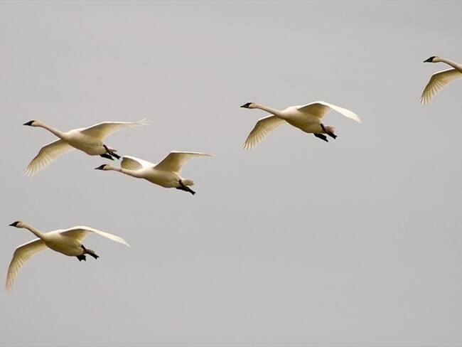 Cambio climático estaría afectando el ritmo migratorio de algunas especies de aves