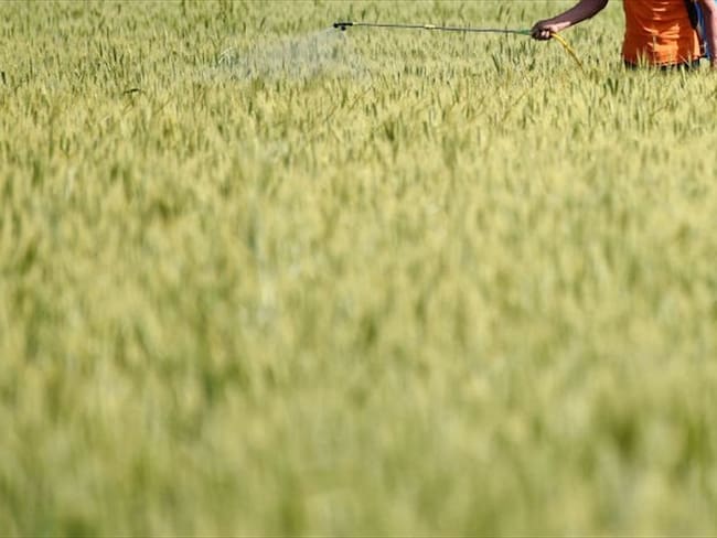 Cerca de 3.000 productores agropecuarios del país se verán beneficiados al año con la implementación de Inteligencia Artificial al proceso de análisis de suelos. . Foto: Getty Images