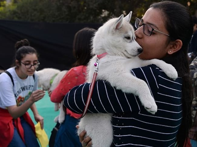 “El tour del amor y la adopción”, una jornada para adoptar animales sin hogar