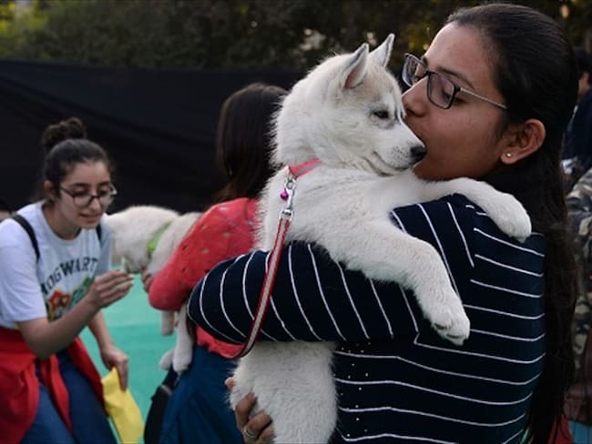 “El tour del amor y la adopción”, una jornada para adoptar animales sin hogar