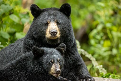 Imagen de referencia osos. Foto: Getty