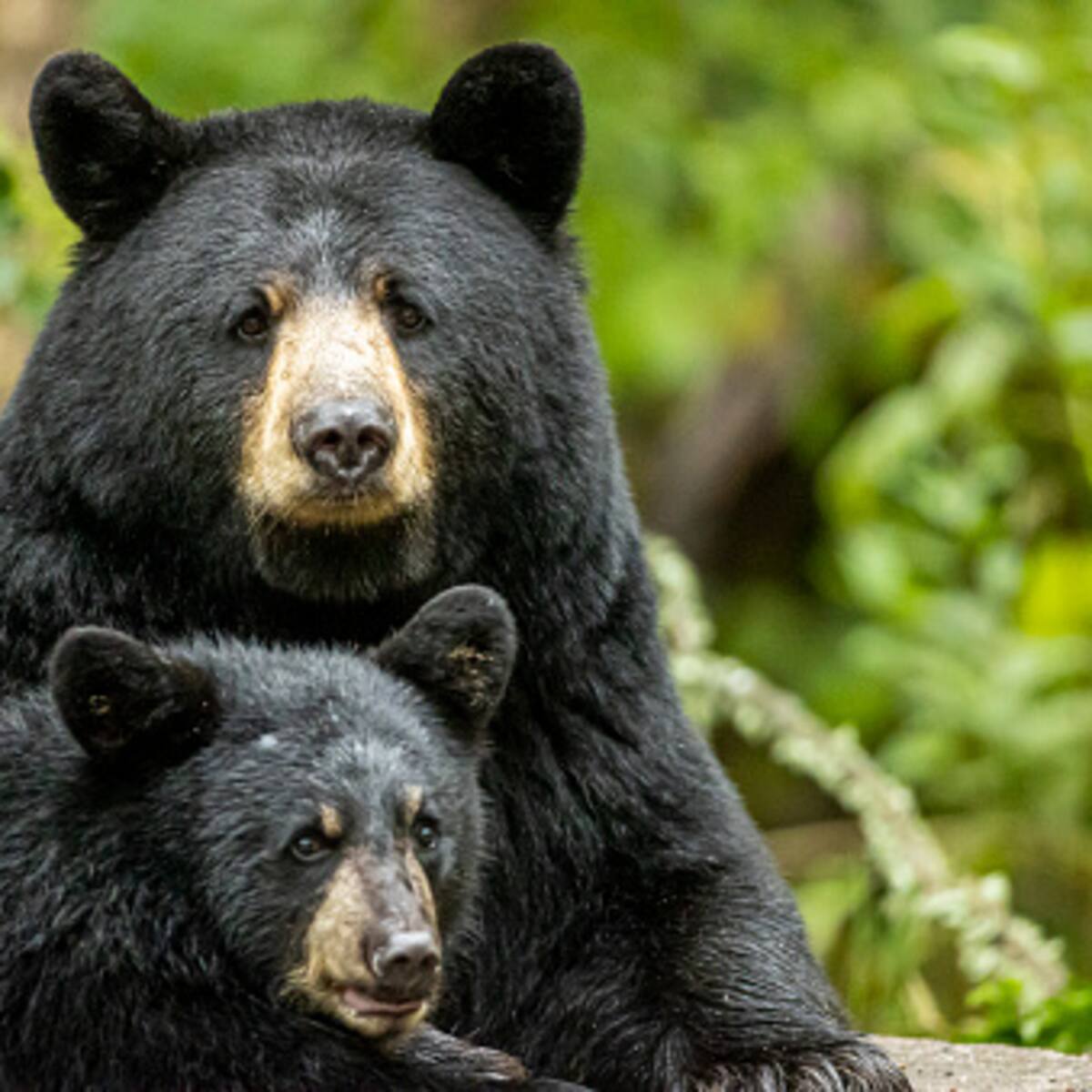 Cámaras registran apareamiento de osos en una zona de reserva natural en Guatavita