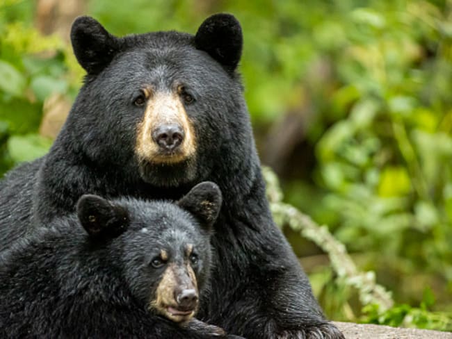 Imagen de referencia osos. Foto: Getty