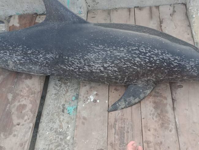 Delfín encontrado en Puerto Gaira/ Corpamag.
