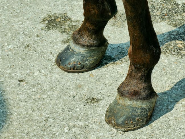 Patas de un caballo, imagen de referencia. Foto: Getty Images.