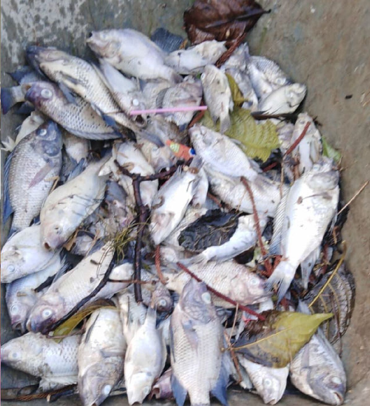 Peces muertos / Erika Toloza