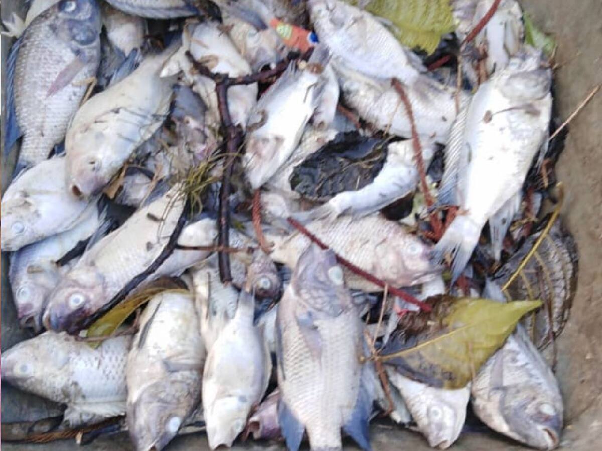 Preocupante mortandad de peces en Bucaramanga