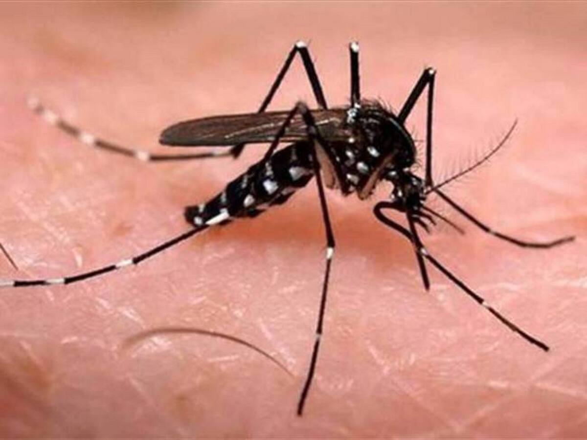 Valle del Cauca confirma primera muerte por dengue en 2022