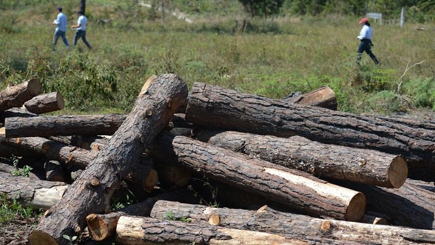 La Fiscalía desarrolla estrategias contra las organizaciones criminales responsables de la acelerada deforestación en el país. Foto: Getty Images