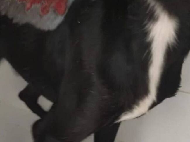 Perro fue quemado con agua hirviendo en el Huila