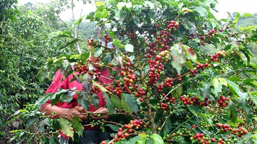 Lista la fecha para poner en marcha un par de las ayudas prometidas a los caficultores. Foto: Colprensa