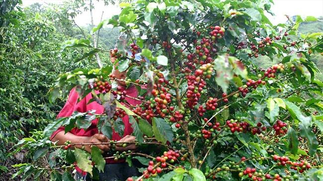 Lista la fecha para poner en marcha un par de las ayudas prometidas a los caficultores. Foto: Colprensa
