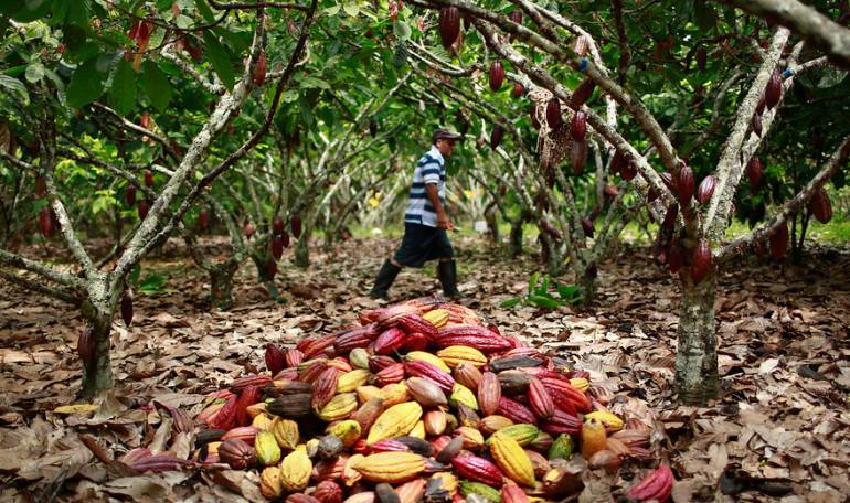 Cultivo de cacao. Imagen de referencia.