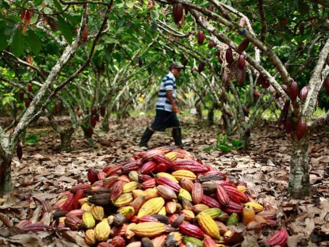 Cultivo de cacao. Imagen de referencia.