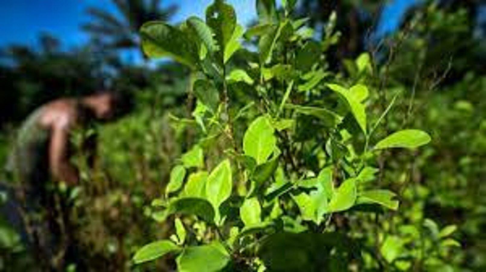 Campesinos del núcleo veredal de Caño Indio se declaran en asamblea. Foto: Colprensa