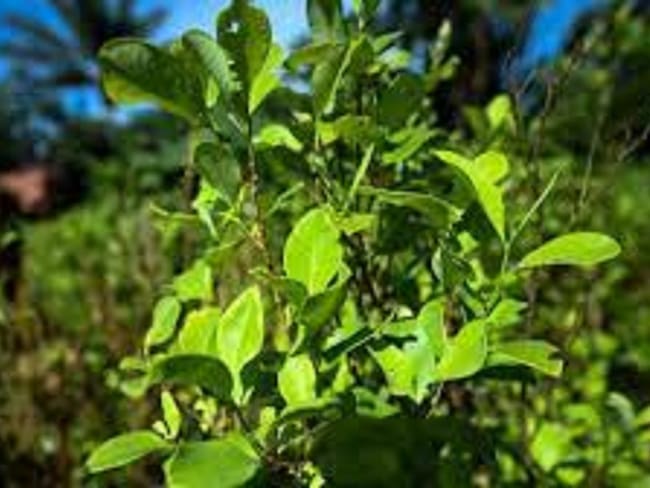 Campesinos del núcleo veredal de Caño Indio se declaran en asamblea. Foto: Colprensa