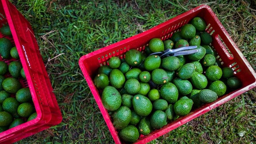 Aguacate hass. Foto: Getty Images
