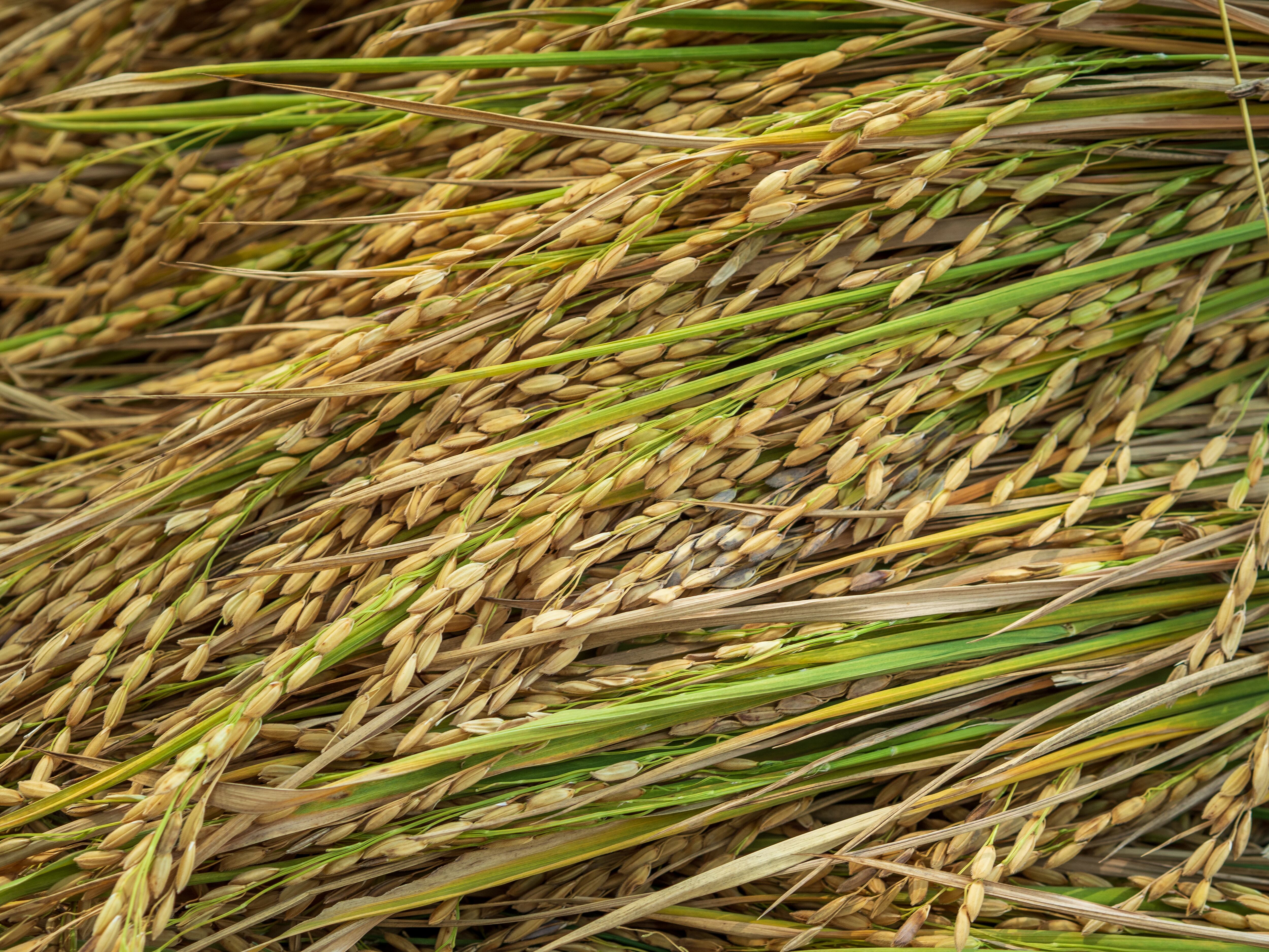 Imagen de referencia de arroz. Foto: Getty Images