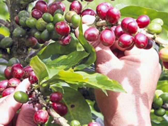 Las importaciones de café superaron la cifra de un millón de sacos en el 2012: Dane