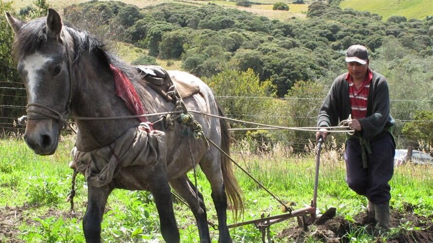 Mano de obra rural, campesinos. Foto: Colprensa