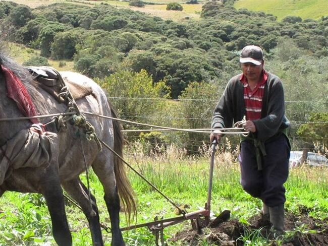 Mano de obra rural, campesinos. Foto: Colprensa