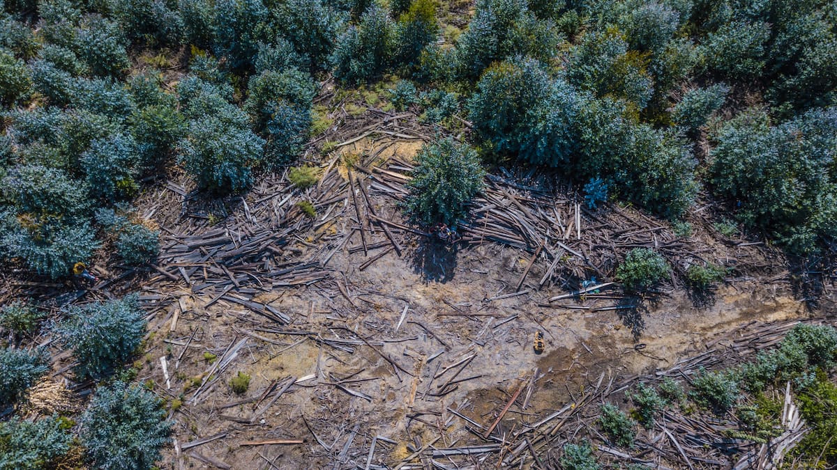 Aumenta la deforestación en Colombia: en 2022 se perdieron más de 40.000 hectáreas