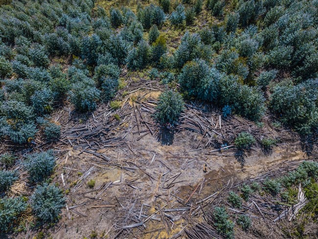 Imagen de referencia de deforestación en Colombia. Foto: Getty Images