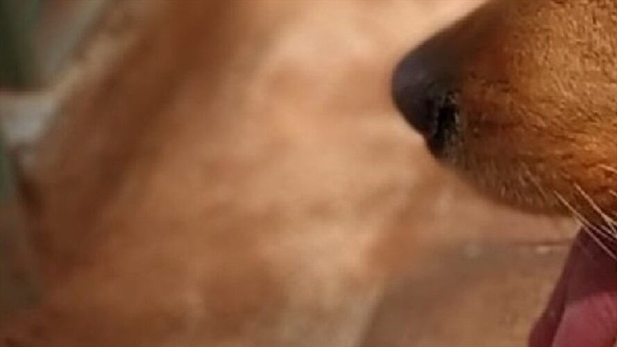 Maltrato animal en Floridablanca . Foto: La W.