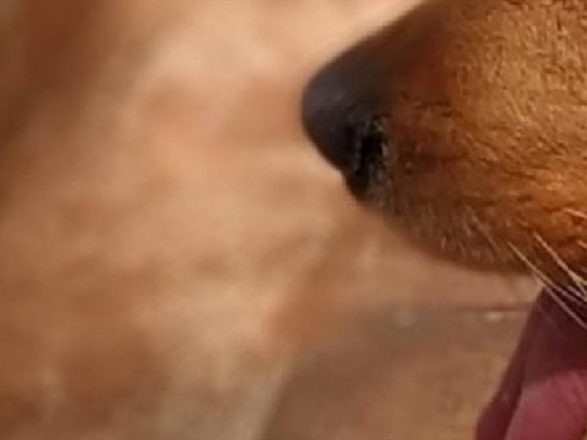 Recogen fondos para una Pitbull que fue abusada en Floridablanca