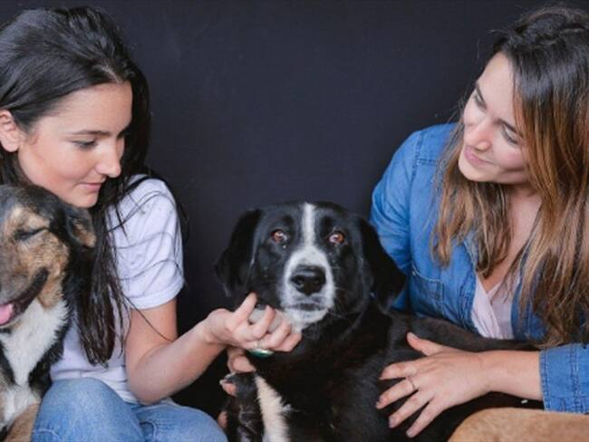 El 19% de las utilidades de "Frutos del Bosque" en el 2017 fueron destinadas al bienestar de perros y gatos sin hogar.. Foto: Prensa Frutos del bosque