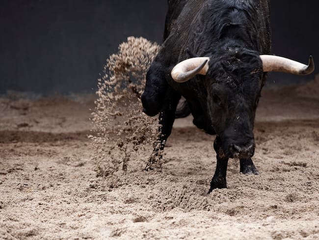 Imagen de referencia de un toro