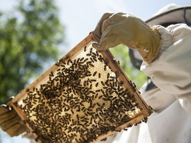 Crean superalimento que protege a las abejas de efectos subletales de pesticidas