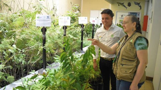 Las tareas de siembra se llevarán a cabo especialmente en los municipios de Cali, Jamundí y Yumbo . Foto: Instituto para la Investigación y la Preservación del Patrimonio Cultural y Natural del Valle