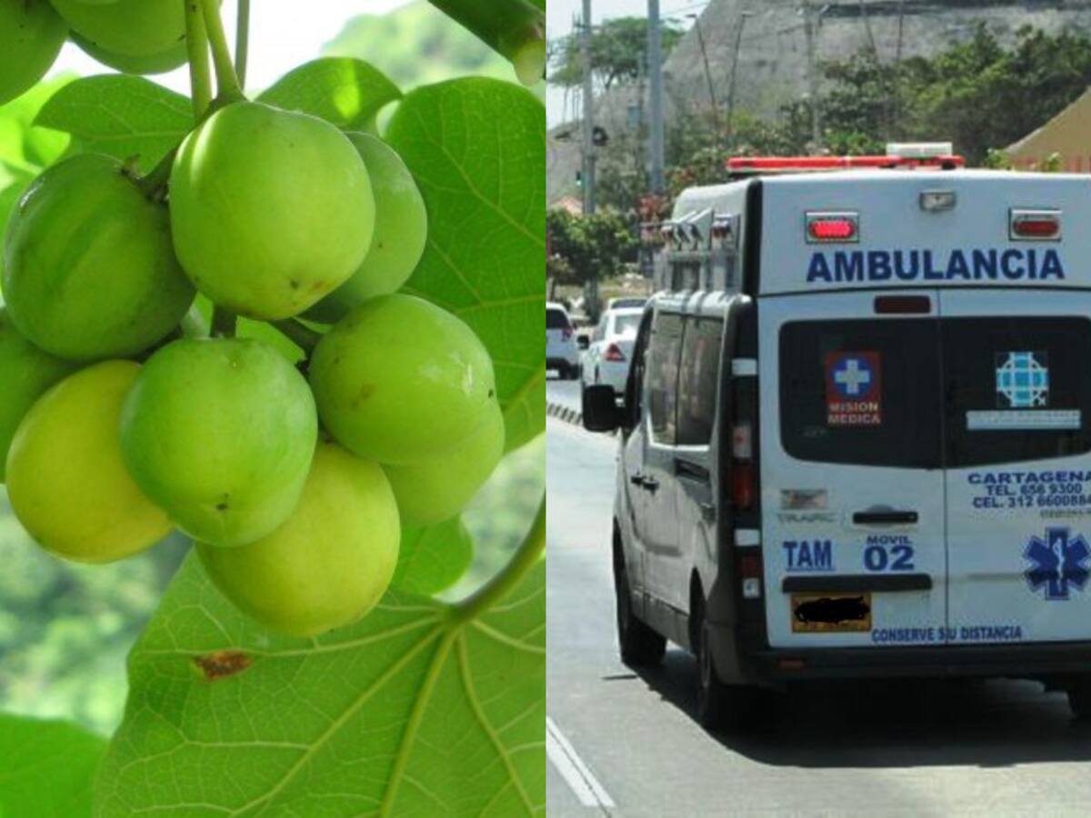 Pareja de españoles se intoxicaron al ingerir “manzanillo de la muerte”, en Cartagena