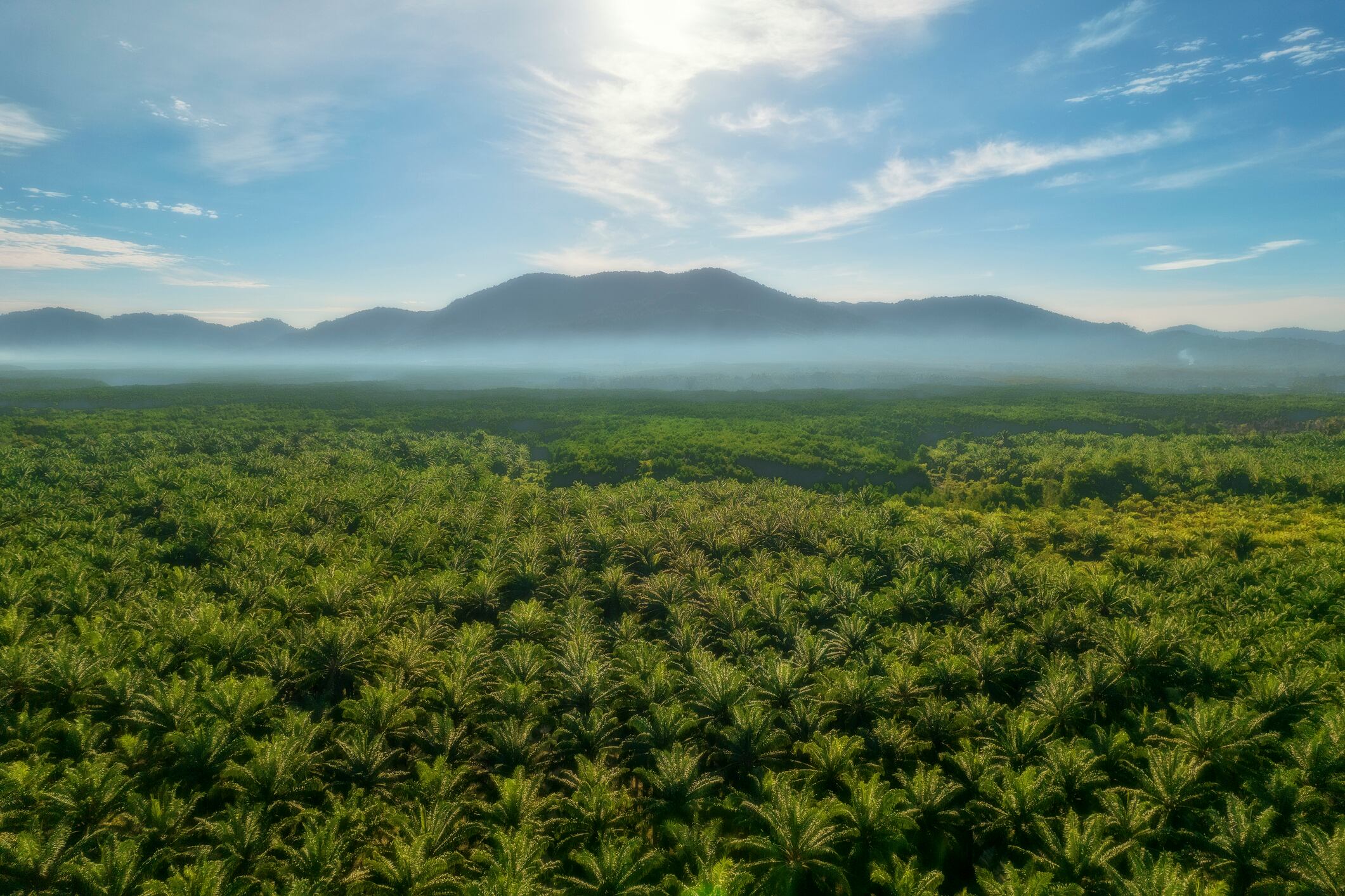 Fincas del palma. Foto: Getty Images