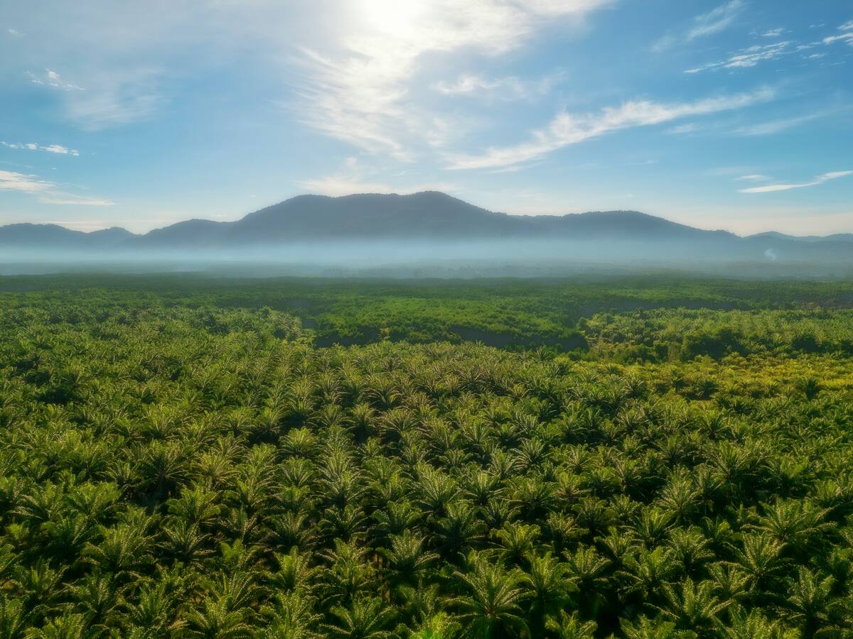 Denuncian que fincas palmeras están siendo objeto de invasiones